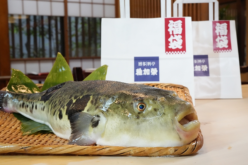 新春特別企画【福引付き福会席のご案内】